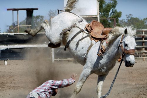 Horse Rider Failed in the Race Mauris Gravida
