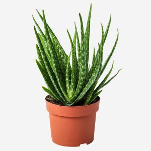 American Aloe Plant Indoor
